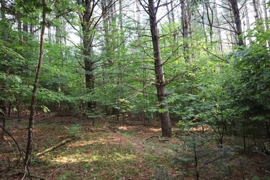 Wooded tract on a quiet road in the Adirondack Mountains of - photo 35