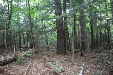 Wooded tract on a quiet road in the Adirondack Mountains of - photo 36