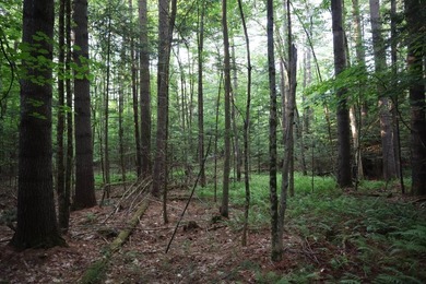 Wooded tract on a quiet road in the Adirondack Mountains of - photo 37