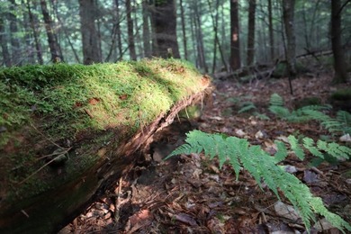 Wooded tract on a quiet road in the Adirondack Mountains of - photo 38