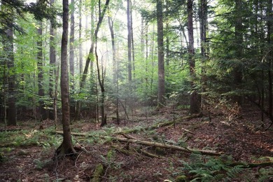 Wooded tract on a quiet road in the Adirondack Mountains of - photo 39