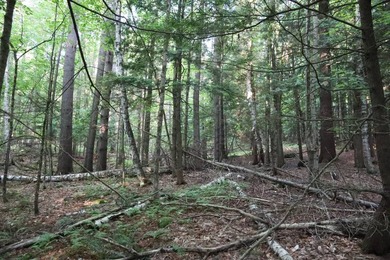 Wooded tract on a quiet road in the Adirondack Mountains of - photo 41