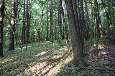 Wooded tract on a quiet road in the Adirondack Mountains of - photo 42