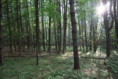 Wooded tract on a quiet road in the Adirondack Mountains of - photo 43