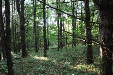 Wooded tract on a quiet road in the Adirondack Mountains of - photo 44
