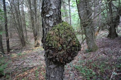 Wooded tract on a quiet road in the Adirondack Mountains of - photo 45