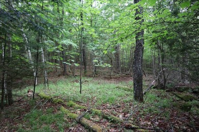 Wooded tract on a quiet road in the Adirondack Mountains of - photo 46