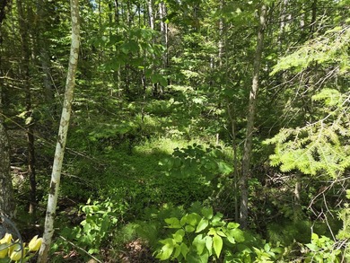 Nine gorgeous acres on the Thunder Bay River!! 200' of frontage! - photo 20
