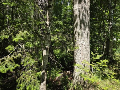 Nine gorgeous acres on the Thunder Bay River!! 200' of frontage! - photo 21