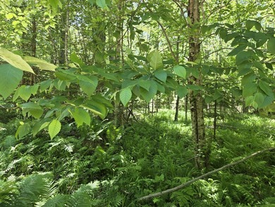 Nine gorgeous acres on the Thunder Bay River!! 200' of frontage! - photo 27