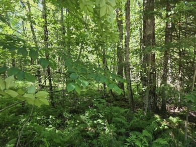 Nine gorgeous acres on the Thunder Bay River!! 200' of frontage! - photo 28