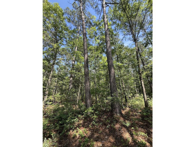 This is one listing you don't want to pass by. This 37.3 acre - photo 8