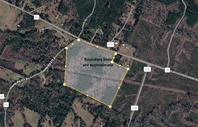 Approximately 80 beautiful acres of mature timber offering the - photo 1