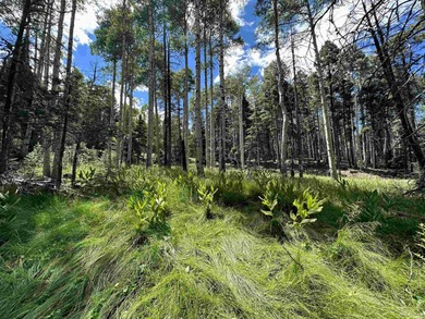 Aspens, pines, elk OH MY!! This ideal spot for your mountain - photo 4
