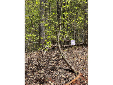 Large lot with great building site and beautiful views of the - photo 10
