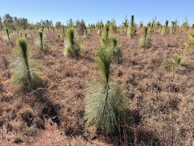 Located between Goodway and Frisco City, this contiguous tract - photo 39