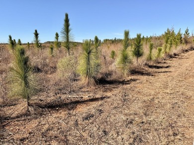 Located between Goodway and Frisco City, this contiguous tract - photo 44