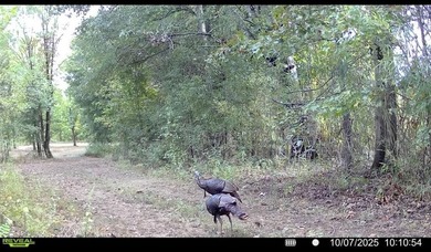 It's almost unheard of to find solid duck, deer, AND turkey - photo 15