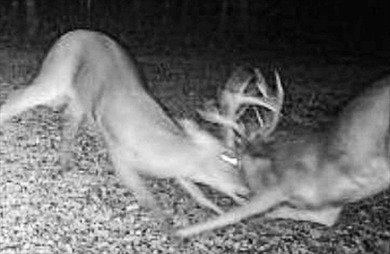 It's almost unheard of to find solid duck, deer, AND turkey - photo 18