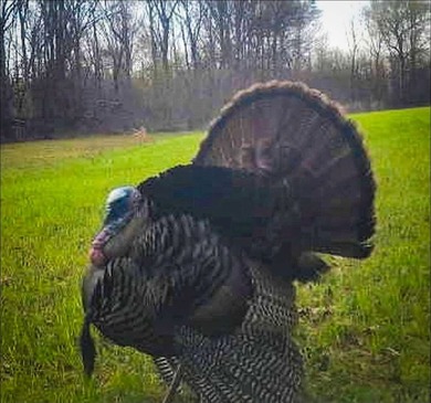 It's almost unheard of to find solid duck, deer, AND turkey - photo 27