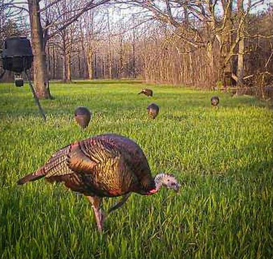 It's almost unheard of to find solid duck, deer, AND turkey - photo 29