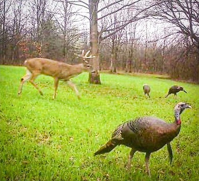 It's almost unheard of to find solid duck, deer, AND turkey - photo 30