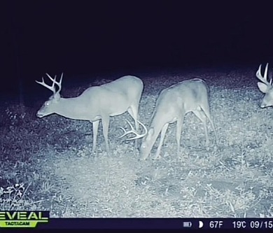 (private lake, pond, coastal) Acreage For Sale in Tifton Georgia