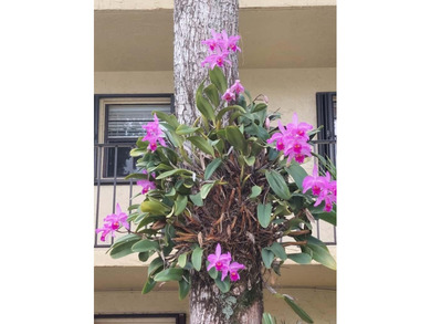Welcome to Bella Mar in Deerfield Beach! This 1BR/1BA - photo 36