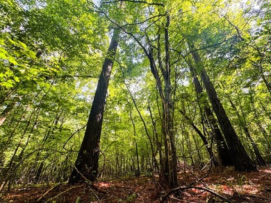 80+/- acres of thick, game-rich hardwoods and pines fronting Hwy - photo 13