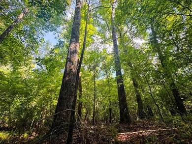 80+/- acres of thick, game-rich hardwoods and pines fronting Hwy - photo 15