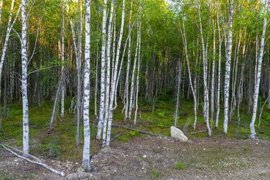 Take a look at this beautiful 7.82 +/- acre property in Baldy - photo 18