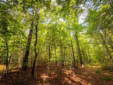 80+/- acres of thick, game-rich hardwoods and pines fronting Hwy - photo 19