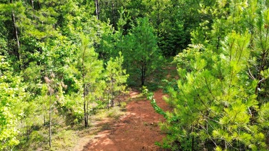 80+/- acres of thick, game-rich hardwoods and pines fronting Hwy - photo 20