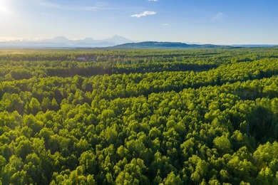 Take a look at this beautiful 7.82 +/- acre property in Baldy - photo 28