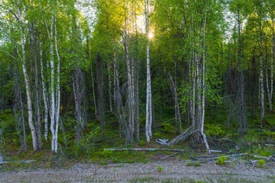 Take a look at this beautiful 7.82 +/- acre property in Baldy - photo 31