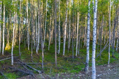 Take a look at this beautiful 7.82 +/- acre property in Baldy - photo 34