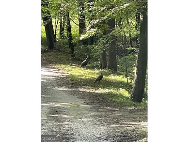 What a rare gem! Imagine 4 wooded and private acres, 750ft - photo 19