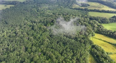 1,060+/- acres in Yazoo County with 1.7+/- miles of Big Black - photo 6
