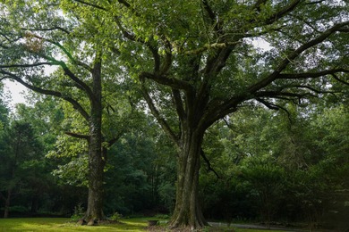1,060+/- acres in Yazoo County with 1.7+/- miles of Big Black - photo 9