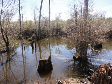 The 196 acre parcel of land located at 226 Blue Lake Road Petal - photo 11