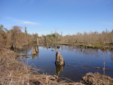 The 196 acre parcel of land located at 226 Blue Lake Road Petal - photo 12