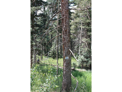 Monte Verde Lake Lot For Sale in Angel Fire New Mexico