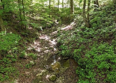 Privacy abounds on this 4.3-acre property located in a beautiful - photo 7
