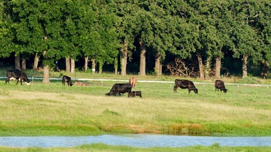 19.618 Acres*Smith Ranch Estates*Phemomenal Building Site - photo 3