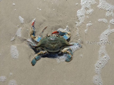 Discover the perfect place to build your Lowcountry retreat on - photo 24