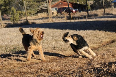 A pet boarding business with a home on 6.7 acres close to Angel - photo 2
