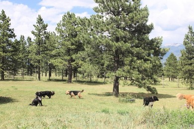 A pet boarding business with a home on 6.7 acres close to Angel - photo 7
