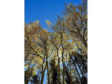 Discover the perfect setting for your future mountain home on - photo 4