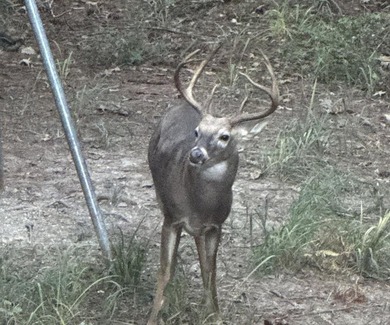 Welcome to 279 Angler Loop in Rayburn Country! This beautifully - photo 10