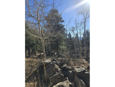 Incredible opportunity in Angel Fire! Build your dream home on - photo 10